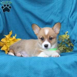 Russel, Pembroke Welsh Corgi Puppy